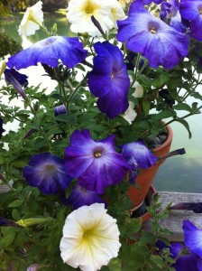 Petunias1-e1346415627473